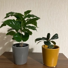 （確約済）（断捨離中）1月29日まで！観葉植物２個セット