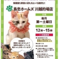 【保護猫譲渡会 in 島忠ホームズ川越的場店】