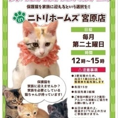 2/11(土)【保護猫譲渡会 in ニトリホームズ宮原店】