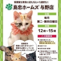 2/12(日)【保護猫譲渡会 in 島忠ホームズ与野店】