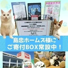 【保護猫譲渡会 in 島忠ホームズ東村山店】 - その他