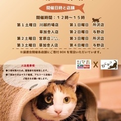 【保護猫譲渡会 in 島忠ホームズ東村山店】 - 東村山市