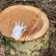 木を切る、伐倒、枝を落とす、剪定、抜根、伐採など - 鹿児島市