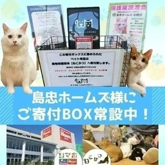 【保護猫譲渡会 in 島忠ホームズ草加舎人店🐈】 - その他