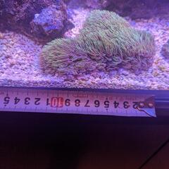 サンゴ　スターポリプ　12センチ