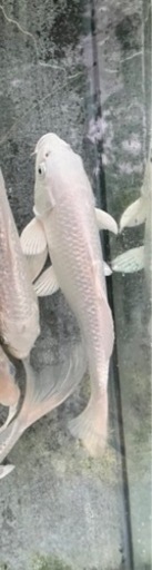銀鱗プラチナ錦鯉2匹ペア