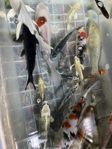 ひれなが錦鯉
