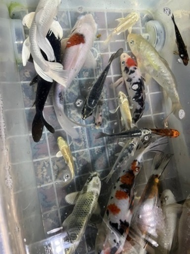 ひれなが錦鯉