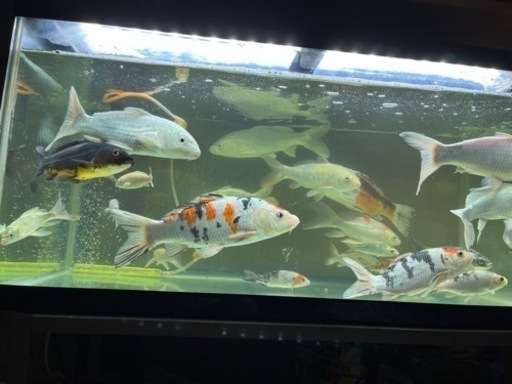 ひれなが錦鯉