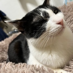 白黒猫・ハチワレ　1才　オス♂