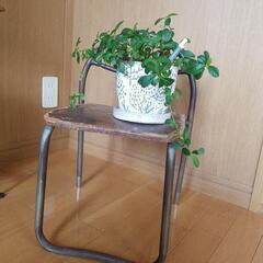 椅子。ｱﾝﾃｨｰｸｳﾞｨﾝﾃｰｼﾞ北欧観葉植物インテリアunico系