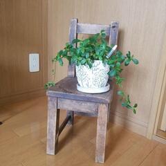 椅子。ｱﾝﾃｨｰｸｳﾞｨﾝﾃｰｼﾞ北欧観葉植物unico系