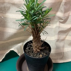 ムルチ フォリア 多肉植物 塊根植物