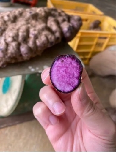 紫山芋２０キロ