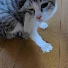 決まりました。保護猫の譲渡です。届出済 − 熊本県