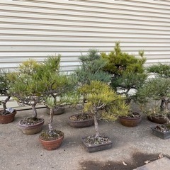 黒松赤松盆栽