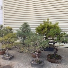 黒松赤松盆栽
