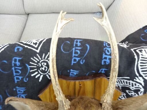 鹿 剥製 ハンティングトロフィー 木製台 コレクション オブジェ 壁掛け