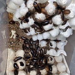 デュビアコロニー