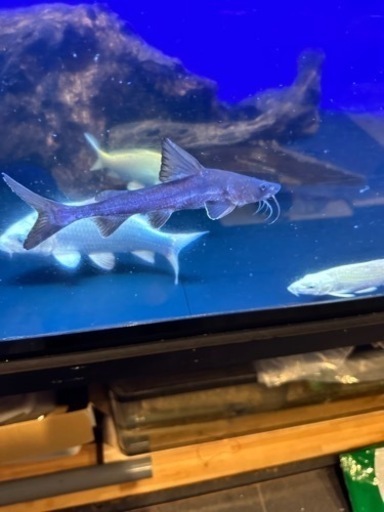 スタージョンシーキャット　カプアスフル産　23cm± ナマズ　熱帯魚　古代魚　アクアリウム