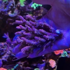 ミドリイシ　サンゴ