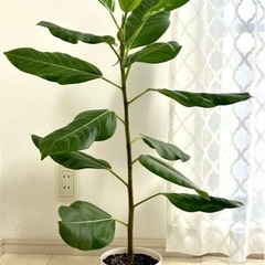 観葉植物フィカス直立80cm
