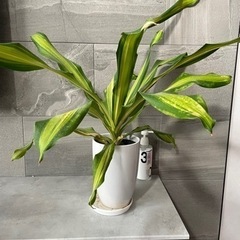 観葉植物 ドラセナ 幸福の木