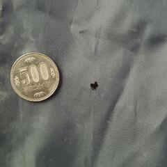 ワカサギ テント DOD フィッシングテント ドッペルギャンガー