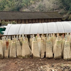 農業用ハウスの支柱（約100本）