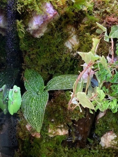 ☆杜のメダカイモリ・カエル飼育にオススメ！！コケリウム