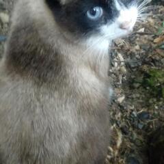 福岡県山の中の猫達の◎ご飯無料で譲ってください。