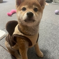 犬友を募集しています！