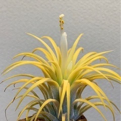 エアプランツ　チランジア　イオナンタ　ピーチ　白花　植物