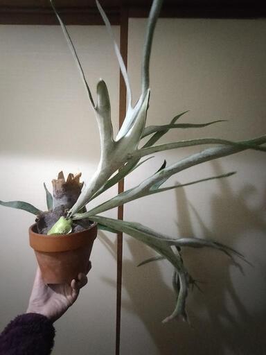 [取引決定]観葉植物　特大ビカクシダ　ビーチー　ハイシールド　ベイチー　コウモリラン