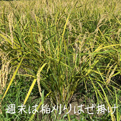 美味しいご飯を食べるまで！　田植え～稲刈り～脱穀 − 山口県