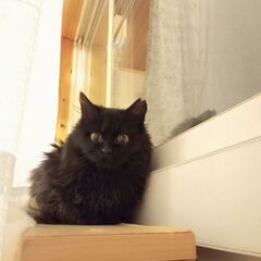 〘正式譲渡〙【モフ】毛長黒猫ちゃん♡推定1歳･1.3㌔♡女の子♡ - 猫
