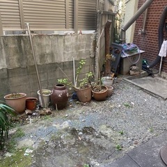 植木至急おねがいします