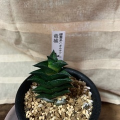 硬葉系ハオルチア･竜城