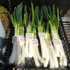 🔻【完売】🈚無料！【新鮮野菜】深谷ねぎ　2～3本組　1人様1束ま...