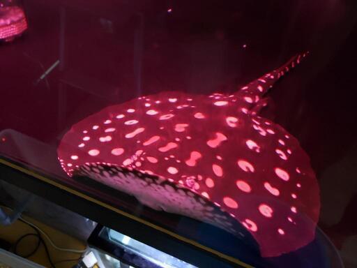 ダイヤモンドポルカ　雄　熱帯魚　大型水槽　アロワナ