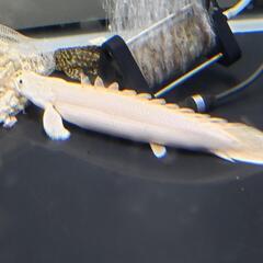 プラチナエンドリケリー 熱帯魚 大型水槽 アロワナ