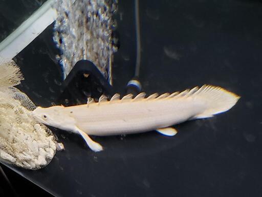 プラチナエンドリケリー　熱帯魚　大型水槽　アロワナ
