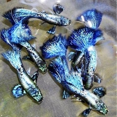 ブルードラゴンの中古が安い！激安で譲ります・無料であげます｜ジモティー
