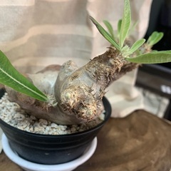 パキポディウムエブレネウム 現地株発根済み