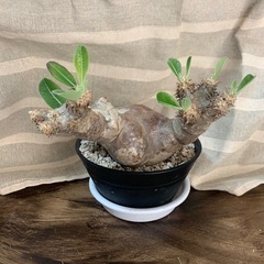 パキポディウムエブレネウム 現地株発根済み