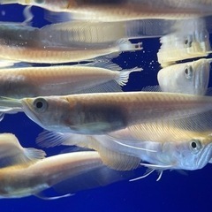 プラチナアルビノシルバーアロワナ　熱帯魚