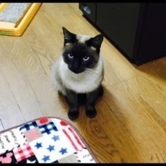 6歳のトンキニーズの猫ちゃん里親募集🐈 - 奈良市