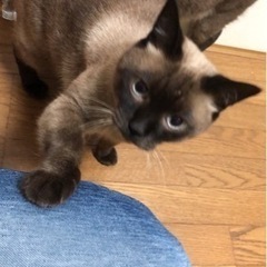 6歳のトンキニーズの猫ちゃん里親募集🐈 - 猫