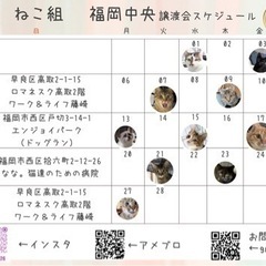 2/26 ねこ組🐾福岡中央譲渡会in藤崎 - 福岡市