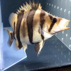 ダトニオ リアルバンド 証明書付き